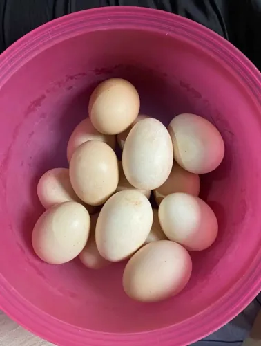 Ovos caipiras