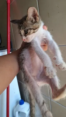 Doação gatinho macho