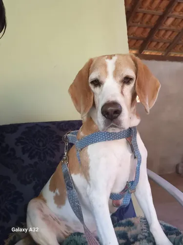 Cachorro animal estimação