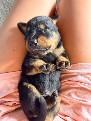 Filhotes de Rottweiler puros (Parnaíba) R$900