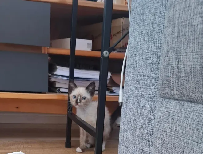 Gatinha para adoção 