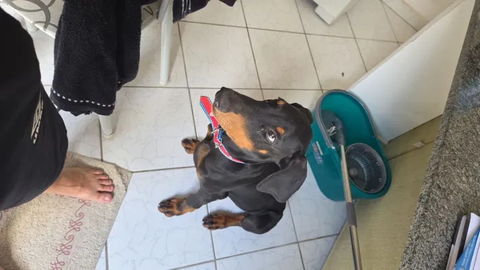 Doação responsável- Doberman 4 meses- Vacinado