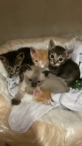 Gatinhos Adoção 