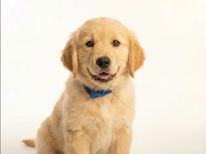 Golden retriever filhote dourado e gentil familia