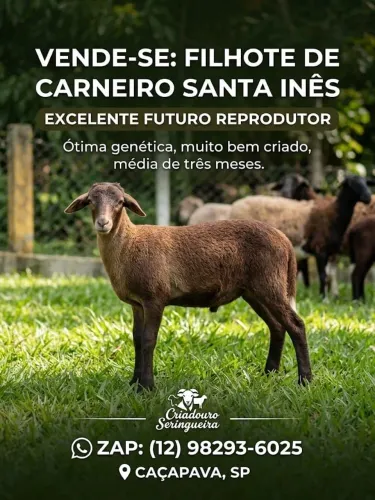 Carneiro santa Inês