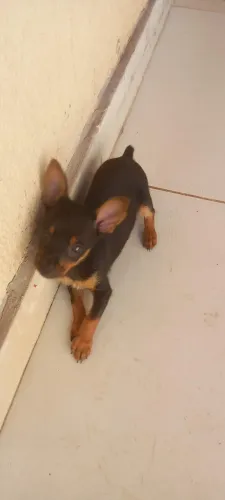 Filhote de pinscher