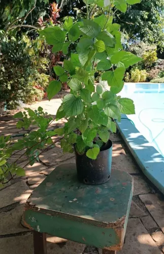 MUDAS DE FRAMBOESA NEGRA SOMENTE 30! ENTREGO