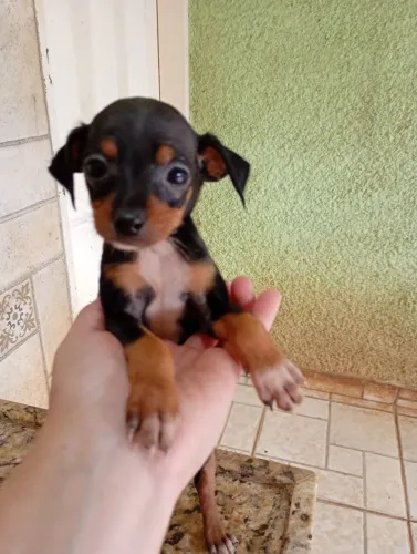 Filhotes de pinscher disponíveis número 1