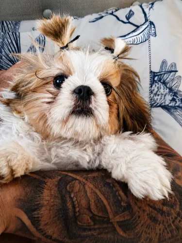Vendo Filhote Shi Tzu