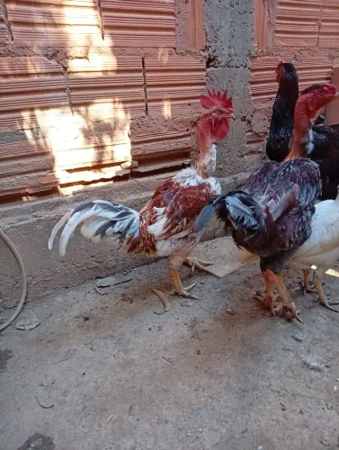 Frango