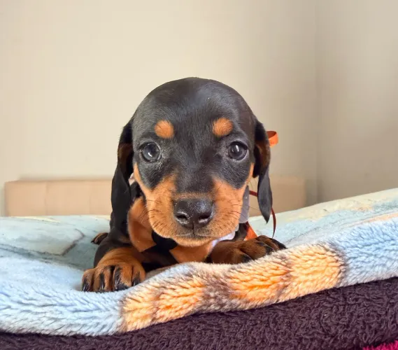 Dachunshund