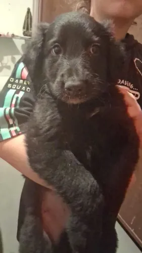 Cães Pastor Belga Groenendael 