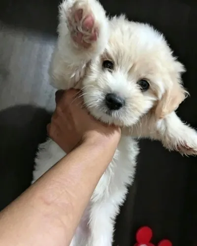 Vendo filhote de poodle toy macho 45 dias lindo puro e fofo