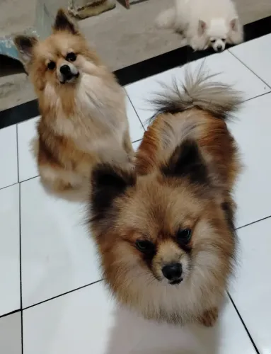  Vendo Spitz alemão