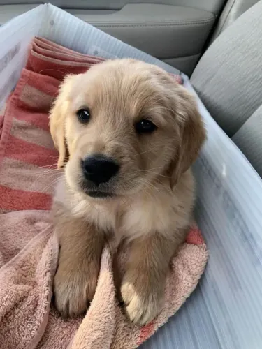 Filhote Golden Retriever, Nada como um cachorrinho para completar sua família!