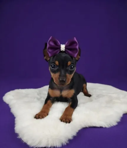 Pinscher Fêmea Pronta para um Novo Lar
