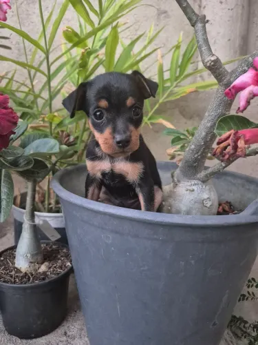 Pinscher n1