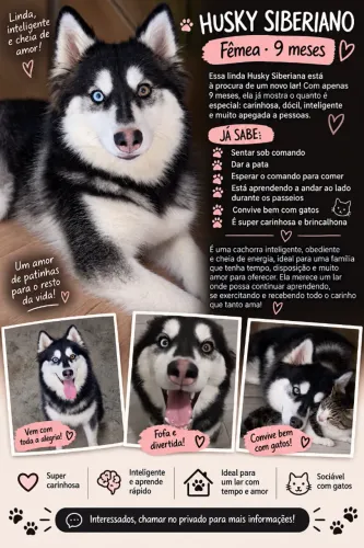 Husky siberiano fêmea