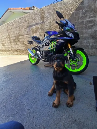 Yamaha yzf r3 2020