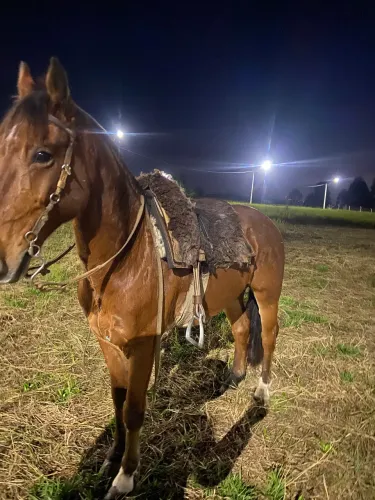 Cavalo de laço 