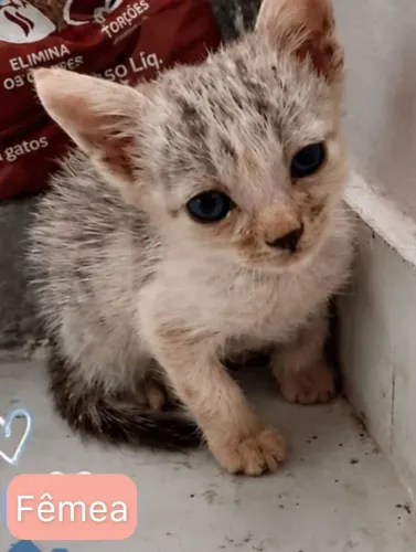 GATOS FILHOTES DOAÇÃO