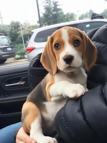 Beagle O pet certo pode aparecer quando você menos espera