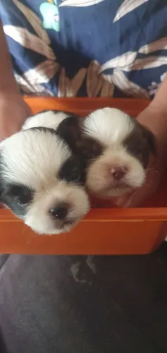 Vende-se shi tzu filhote macho 