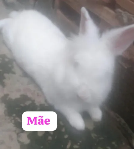 Filhotinhos de coelhinhos Mini Liion ?
