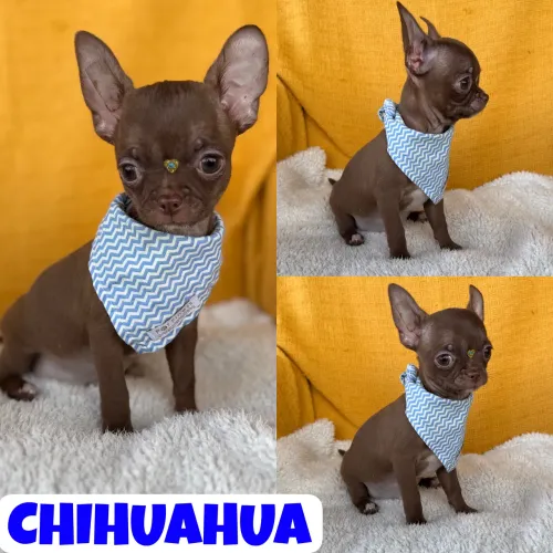 Machinho de Chihuahua Pêlo Curto Chocolate