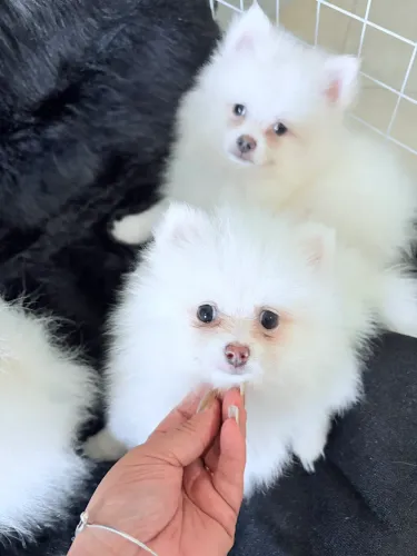 Lulu da pomerania
