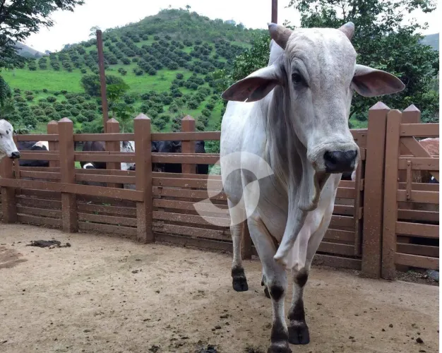 Fazenda Produtiva na região serrana do RJ (Frutífera e leiteira)