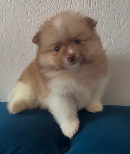 Lulu da Pomerânia MACHO Spitz alemão