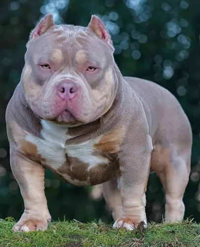 Americam bully !! Somos especialistas na raça Pocket