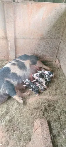 Vendo porca muito boa com 7 leitão 7 dias de parida