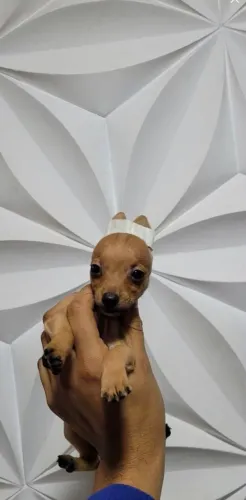 Pinscher Zero