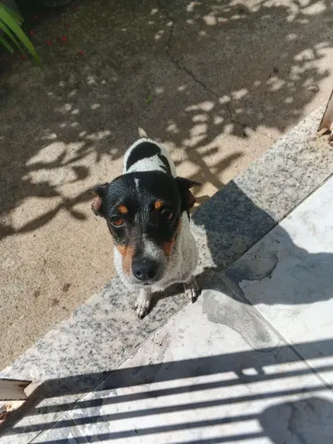 Doa-se Pinscher