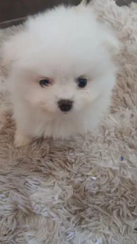 Spitz alemão branco