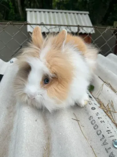 Coelho mini Teddy