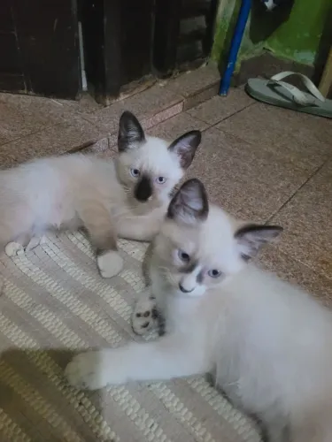 Gatos fofinhos