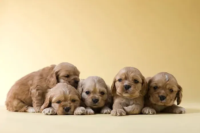 ? Cocker Spaniel | Filhotes Bem Socializados e Muito Dóceis