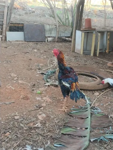Vendo galo índio gigante
