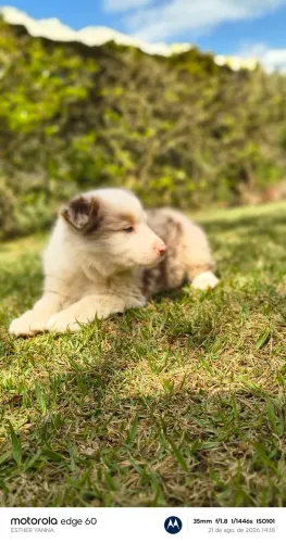 Filhotes border collie