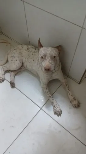 Adoção 