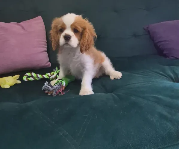 Cavalier a pronta entrega 