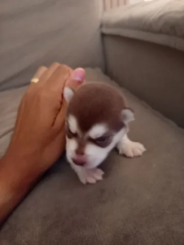 Husky siberiano fêmea marrom ?