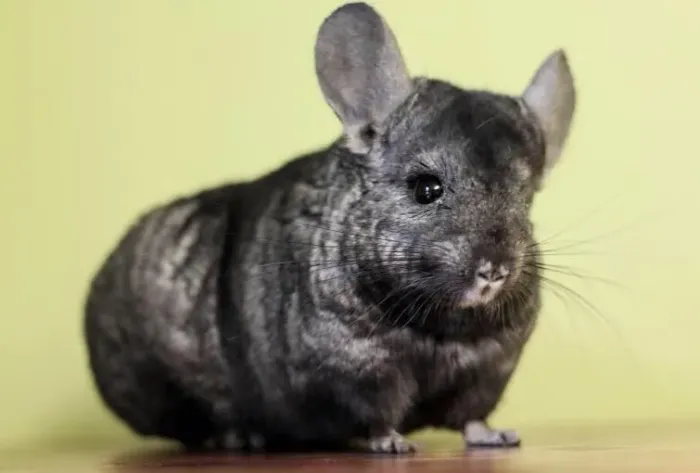 Chinchila filhote