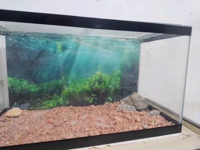 aquário 54 litros