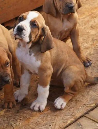 Fila brasileiro 