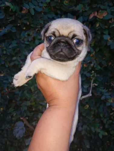 Macho De Pug Disponível para entrega