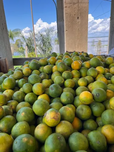 Laranja para feiras, lanches e mercados